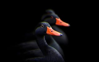 Картинка утка, селезень, контраст, нейросеть, темный, крупный план, розовый клюв, 1920х1080, глаза, водоплавающие птицы, силуэт, HD, 2k, черный цвет, макро, черный, анимализм, птицы, оранжевый клюв, темное оперение, ИИ, профиль, перья, 4k, рабочий стол, боке
