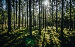 Картинка лес, зелёный, солнечный свет, деревья, бесплатные фотографии, природа