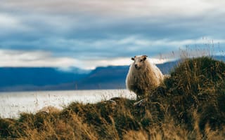 Картинка овечка, поле, облака, Исландия, бесплатные фотографии, животные, море