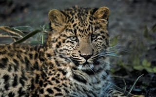 Картинка лицо, поза, китайский леопард