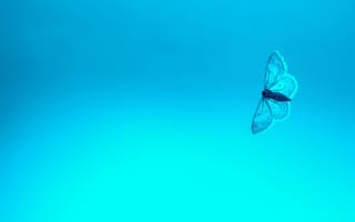 Картинка голубая бабочка, мотылек, насекомые, насекомое