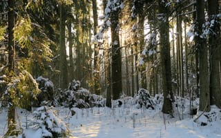 Картинка зима, лес, деревья, природа, солнечный свет, снег