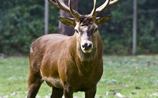 Картинка дикая природа, дикие, животные, фауна, пасутся, красивый, осень, рог, белохвостый олень, капитала, Hirsch, лось, красный олень, лесное хозяйство, позвоночные, олень, млекопитающее, охота