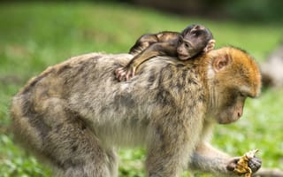 Картинка природа, дикая природа, макаки, салем, ape, берберские обезьяны, обезьянья гора, обезьяна старого света, сурок, ffchen, зоопарк, животные, портрет животного, семья, примат, молодое животное, животный мир, позвоночные, бесплатные фотографии, фауна, млекопитающее, молодые