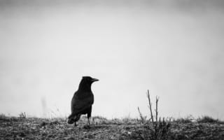 Картинка ворон, черный, птицы, монохромный