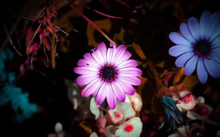 Картинка фиолетовый цветок, лепестки, цветы, сухой