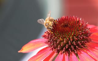 Картинка пчела, опыление, насекомые, цветок, бесплатные фотографии, лепестки, насекомое