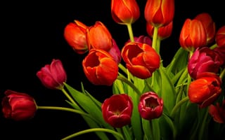 Картинка красные тюльпаны, лепестки, цветы, листья