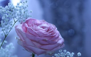 Картинка розовая роза, фотографии, размытый, цветы, белые цветы, бесплатные фотографии