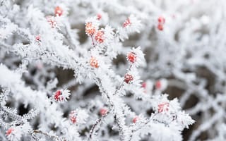 Картинка снег, иней, ягоды, природа, зима, заморозки, ветвь