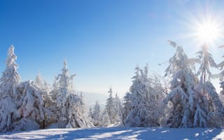 Картинка лес, зима, снег, деревья