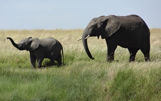 Картинка приключения, животное, африканский слон, фауна, индийский слон, простой, выпаса, ребенок, пастбище, млекопитающее, Саванна, животные, Сафари, слон, стадо, слоны и мамонты, дикая природа, как млекопитающее, крупный рогатый скот