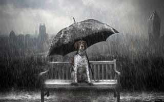 Картинка собака, дождь, художник, произведение искусства, собаки, зонтик, цифровое искусство