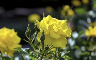 Картинка желтые розы, лепестки, цветы, туманный, размытый