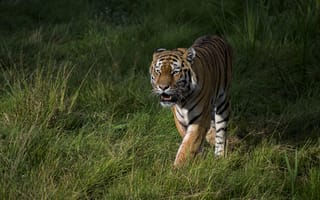 Картинка Panthera tigris altaica подвид тигра, хищник, животное