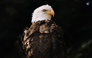 Картинка белоголовый орел, черный, взгляд, глаза, птицы, орел