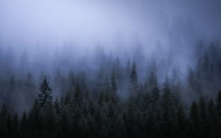 Картинка туман, лес, пейзажи, природа, пейзаж, деревья, бесплатные изображения