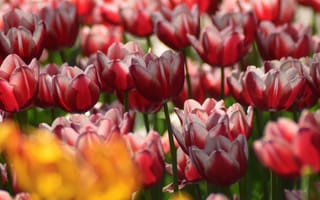 Картинка красные тюльпаны, близко, цветы, поляна