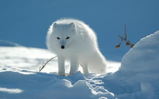 Картинка снег, величественная, белый лис, просмотреть, собаки