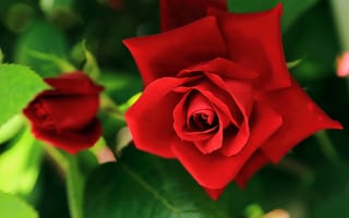 Картинка красная роза, бутон, цветы, макро, лепестки