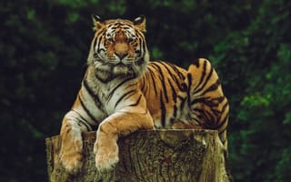 Картинка Амурский тигр, тигр, большая кошка, кошки, хищник