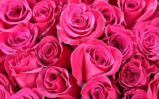 Картинка растение, цветок, розовый, садовые розы, флорибунда, букет, наземное растение, День святого Валентина, цветы, лепесток, порядок роз, роза, красный, букет цветов, флористика, цветущее растение, розы, розовая семья