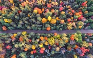 Картинка осень, лес, пейзажи, антенна, вид беспилотника, природа