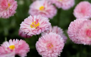 Картинка флора, цветы, маргаритки, розовые, лето, утро, роса, природа