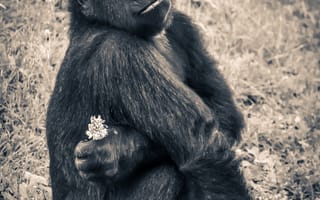 Картинка черно-белый, дикая природа, обезьяна, обыкновенный шимпанзе, позвоночные, зоопарк, млекопитающее, животные, ape, фауна, ожидания, горилла, виды, молодые, большая обезьяна, западная горилла, шимпанзе, антропоид, находящиеся под угрозой исчезновения, примат, монохромный