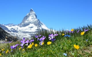 Картинка природа, горы, экосистема, полевой цветок, луг, горное лето, Маттерхорн, бесплатные изображения, вале, пейзажи, церматт, цветок, цветущее растение, Альпы, альпийский, пастбище, швейцарские альпы, окружающая природа, флора, поле, саммит, плато, растение, Швейцария, степь, горный хребет, gornergrat, географическая особенность, наземное растение, горные формы рельефа
