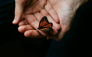 Картинка насекомое, рука, макросъёмка, крупным планом, беспозвоночный, насекомые, мотыльки и бабочки, крыло, фотографии, монархическая бабочка, бабочка