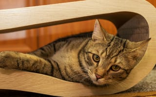Картинка кошка, лежа, полосатый, кошки, картинки на рабочий стол, милая, просмотреть