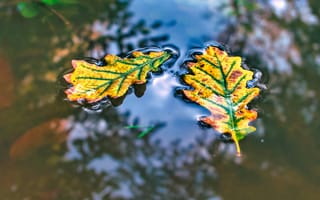 Картинка листья, вода, макро, отражение