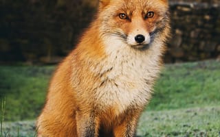 Картинка лес, животное, серый лис, красная лиса, собаки, дикая природа, позвоночные, мех, млекопитающее, лисенок, собакоподобное млекопитающее, дхол, фауна, глаз, лиса