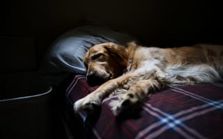Картинка щенок, собака, подушка, позвоночные, млекопитающее, спать, собаки, плед, кровать, собакоподобное млекопитающее, спаниель