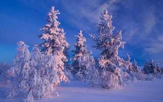 Картинка Finland, пейзаж, закат, Лапландия, зима, Lapland, снег, деревья, Финляндия