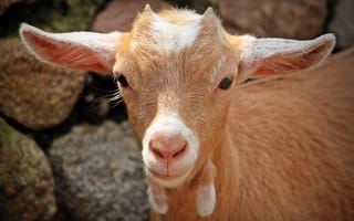 Картинка коза, близко, уши, рога, морда, животные