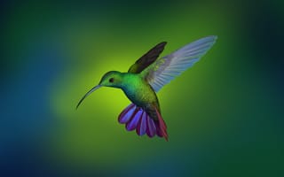 Картинка размытый, птицы, яркий, колибри, бесплатные изображения