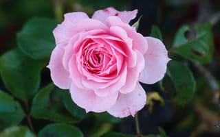 Картинка роза, бутон, цветы, цветок, бесплатные изображения, розовый