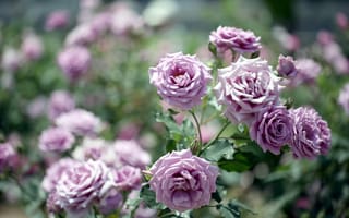 Картинка роза, фиолетовый, ветви, сад, лепестки, цветы