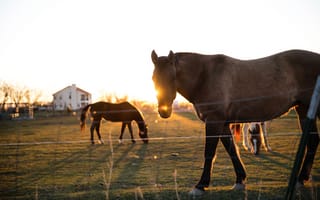 Картинка забор, поле, вьючное животное, млекопитающее, лошадь мустанг, животные, животное, лошадь, лошадь как млекопитающее, кобыла, жеребец, ферма