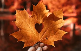 Картинка лист, осень, форма сердца, природа