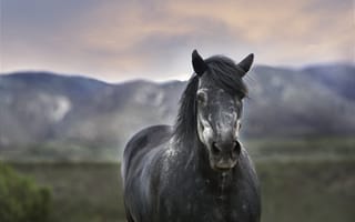 Картинка лошадь, величественная, животные, размытый