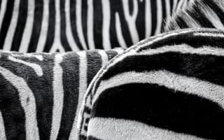Картинка черно-белый, белый, монохромная фотография, монохромный, черный, пешеходный переход, текстиль, крупным планом, животные, зебра, млекопитающее, лошадь как млекопитающее, позвоночные, полосатый, линия, шерсть