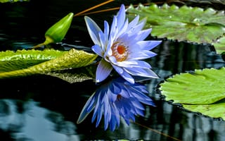 Картинка пруд, водяные лилии, красивый цветок
