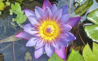 Картинка Water Lilies, красивый цветок, красивые цветы, цветок, водяные лилии, флора, цветы, водоём, водяная красавица, водяная лилия