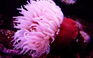 Картинка розовый, подводный, картинки на рабочий стол, морской анемон, подводный мир