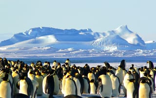 Картинка природа, дикая местность, Холодное сердце, бесплодная птица, животное, птица, пингвин, императорские пингвины, изолированный, пейзажи, дикие, Антарктида, холодный, снег, Арктика, натуральный, дикая природа, полярный, антарктика, лед, позвоночные, жизнь, птицы