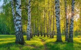 Картинка берёзовая роща, берёзы, ИИ, тени от деревьев, лесная тропинка, природная красота, сочная трава, нейросеть, летний пейзаж, дневной свет, лучи солнца, 2k, высокие деревья, рабочий стол, зелёная листва, 4k, игра света и тени, солнечный свет, белые стволы, природа, 16:9, тёмные пятна на коре, лесной массив, спокойная атмосфера, 1920х1080, густая растительность, яркое освещение, HD