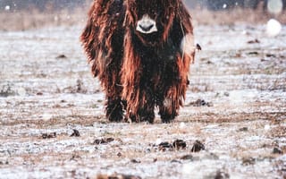 Картинка снег, зима, як, бык, рог, замораживание, морда, крупный рогатый скот, как млекопитающее, бизон, животные, дикая природа